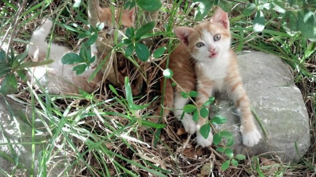 瑞典团队合作出色，夺得胜利，瑞典 组合