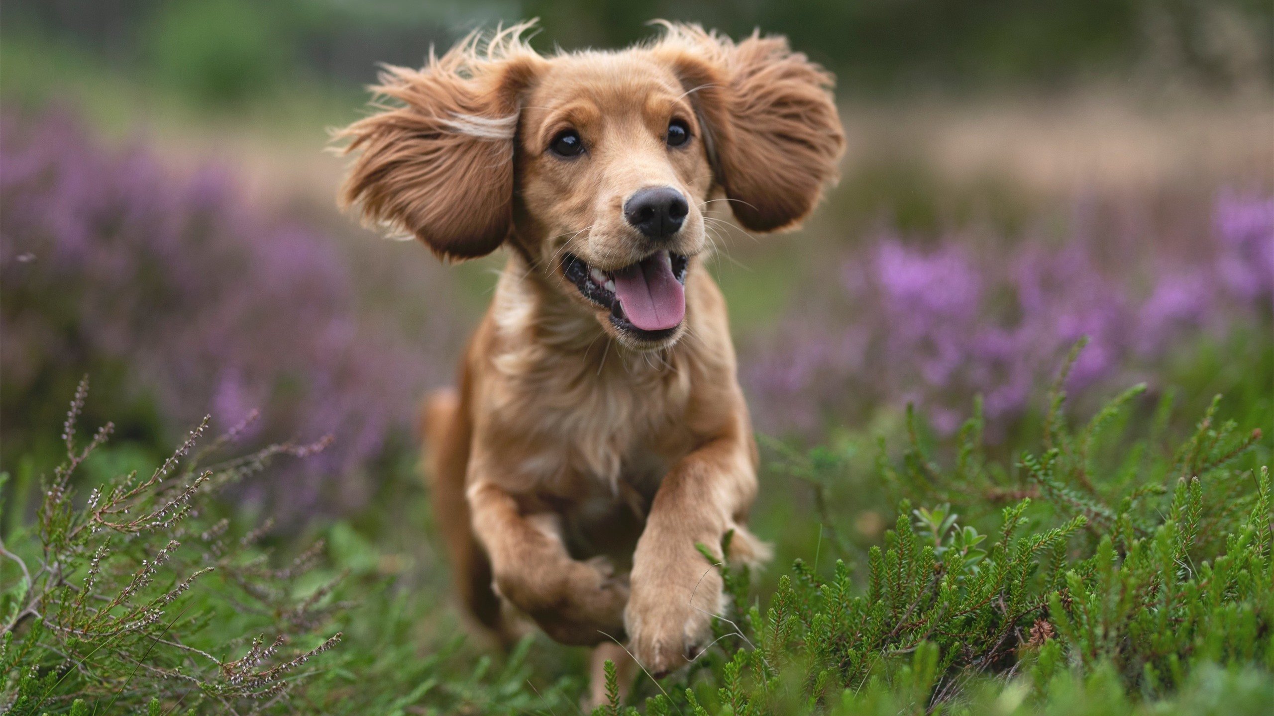 AYX官网-国内各城市积极打造校园足球文化为未来铺路，校园足球文化建设课题