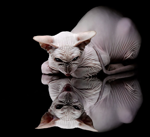 德甲战略多变：变化无穷，精彩不断！，德甲改制