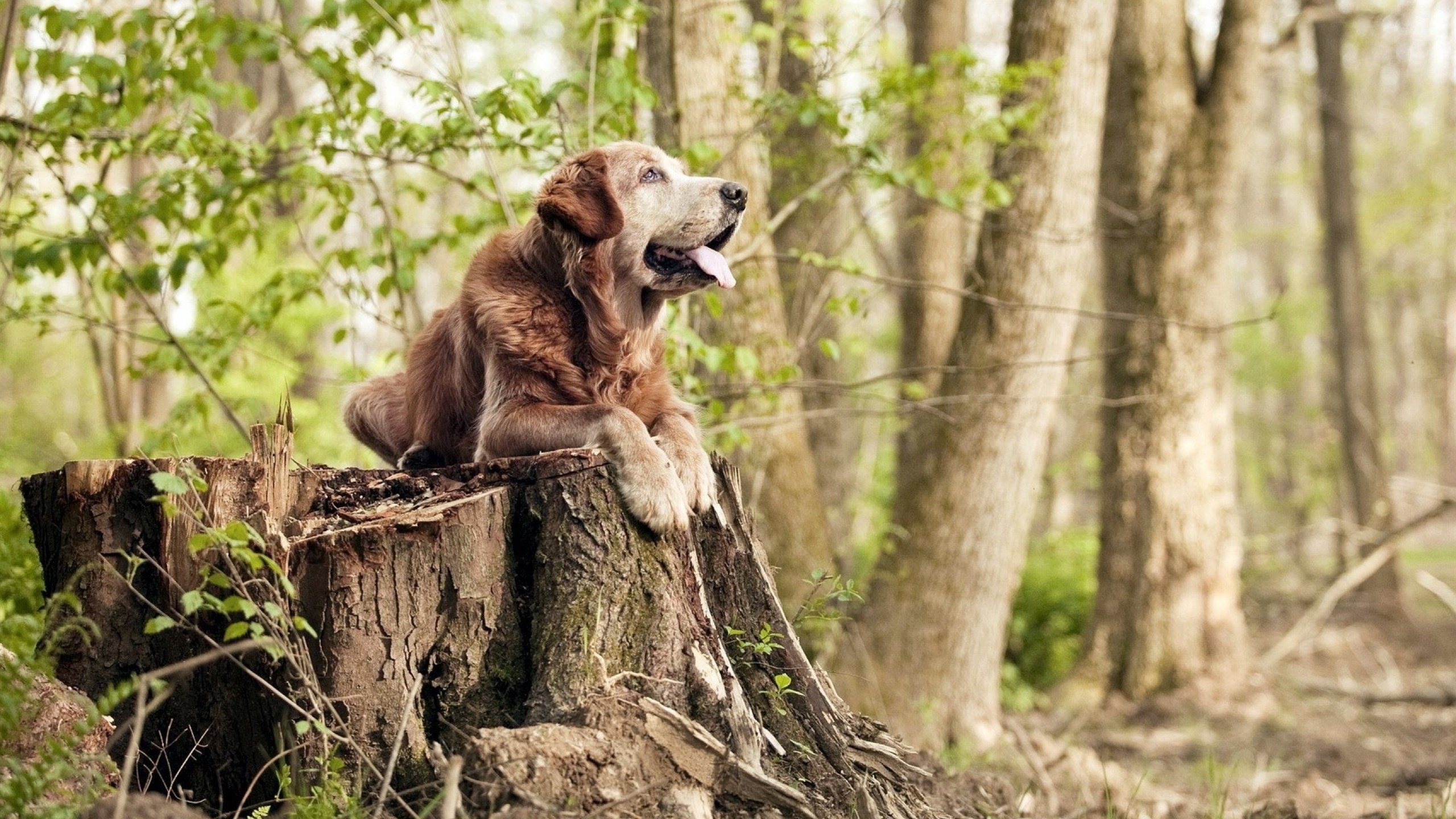 拉恩：全黑队外线的重要进攻手段，突破速度让对手防不胜防，拉恩对费雷拉
