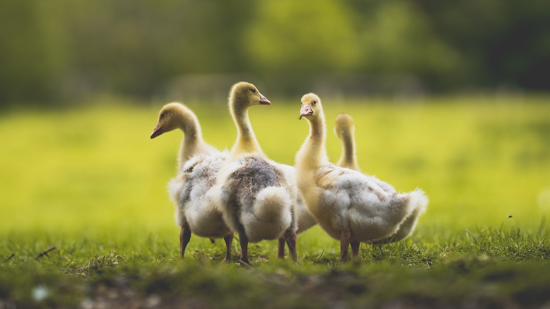 意甲的激情碰撞：攻势与防守的极致较量，意甲 视频