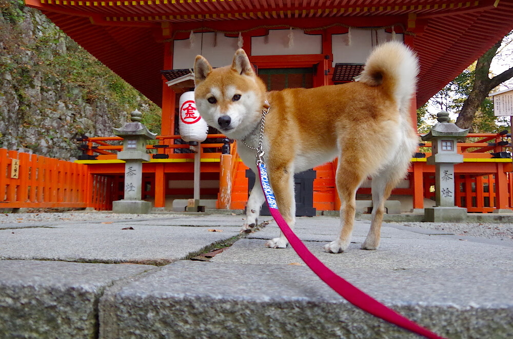 爱游戏app下载-独行侠三连胜战绩稳步攀升，独行侠胜率