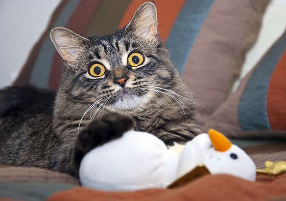 男子国家队设立多岗位轮训制度开发球员潜能