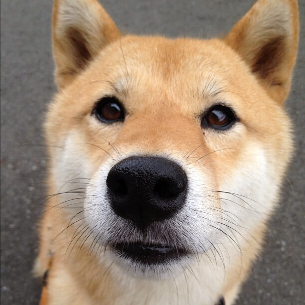 男子蝶泳荷兰强将展身手,男子蝶泳金牌