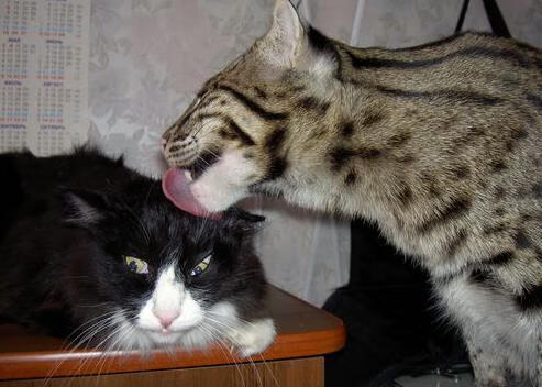 英超激烈冲刺:每一瞬都令人屏息!,英超有多激烈