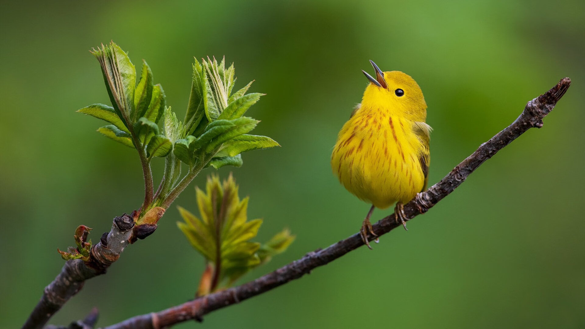 赞比亚男篮在非洲预赛中奋战，迈向奥运新高峰，赞比亚小组赛